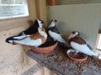 Felegyhazer tuimelaar, Dieren en Toebehoren, Vogels | Duiven, Meerdere dieren, Tuimelaar of Roller