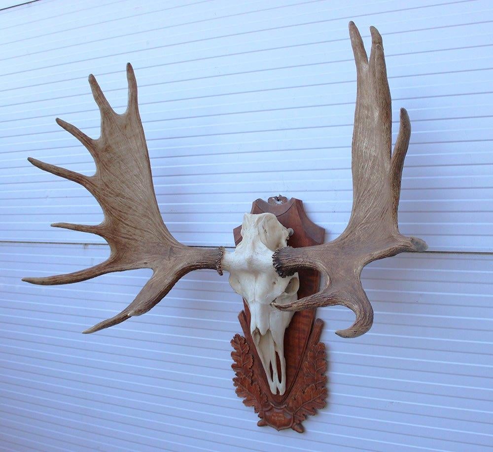 GROOT SIBERISCH ELAND GEWEI OP HOUTEN SCHILD ("MOOSE"), Ophalen, Gebruikt, Hert, Gewei of Kop