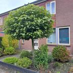 Bolcatalpa, Ophalen of Verzenden, Volle zon, Overige soorten, 100 tot 250 cm