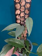 Epipremnum Pinnatum Cebu Blue, Huis en Inrichting, Kamerplanten, Ophalen of Verzenden, Volle zon, Minder dan 100 cm