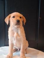 Schitterende labrador pups, Dieren en Toebehoren, Honden | Retrievers, Spaniëls en Waterhonden, CDV (hondenziekte), 8 tot 15 weken
