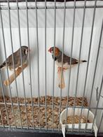 Koppel split charcoal zebravinken xxl, Meerdere dieren