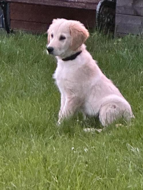 Golden Retriever pup (14 weken; reu), Dieren en Toebehoren, Honden | Retrievers, Spaniëls en Waterhonden, Reu, Golden retriever