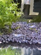 Amano White Snow Garnalen – Uniek Sneeuwwit & Nuttig, Kreeft, Krab of Garnaal