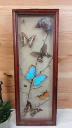 Taxidermie - Kader opgezette vlinders, Ophalen of Verzenden, Gebruikt, Insect, Opgezet dier