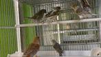 Kanarie Vogels, Dieren en Toebehoren, Vogels | Kanaries, Meerdere dieren, Kleurkanarie