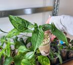 Syngonium mottled mojitto, Huis en Inrichting, Kamerplanten, Ophalen of Verzenden, Halfschaduw, Minder dan 100 cm