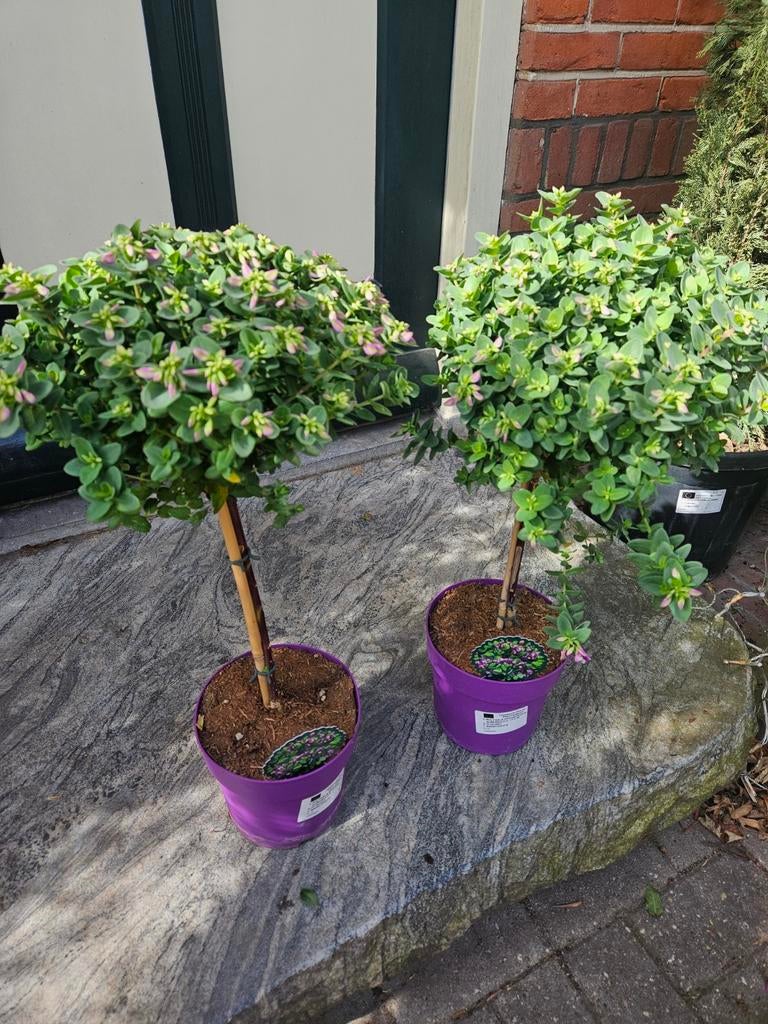 Druif (Vitis) op oude stam, Plant, Rond, Nieuw, Ophalen of Verzenden