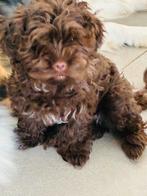 Bolonka Zwetna puppy, Overige rassen, 8 tot 15 weken, Teef, Parvo