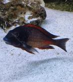 Tropheus Moorii Moliro 10 stuks 150 euro, Dieren en Toebehoren, Vis, Zoetwatervis, Schoolvis