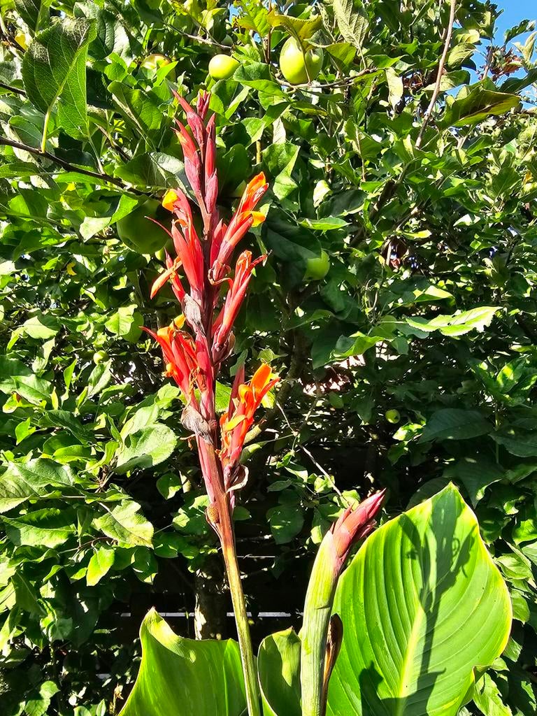 Canna Altensteinii knollen (1,75 p/st., 30 voor 37,50 Euro), Ophalen, Volle zon, Knol
