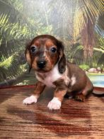 Te koop mooie piebalt teckel pup pups dwergteckelpuppy, Parvo, Nederland, 8 tot 15 weken, Korthaar