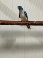 splendid parkiet, Vrouwelijk, Parkiet, Geringd