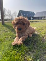 Labradoodle/ Australian labradoodle pup mogen 20-3 verhuizen, Overige rassen, 8 tot 15 weken, Parvo, Meerdere