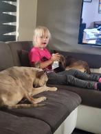 Forever home, 1 tot 2 jaar, Eén hond, Nederland, Particulier