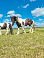 Grote vriendelijke ruin Shire x Tinker 9 jaar, Dieren en Toebehoren, Paarden, Ruin, 170 tot 175 cm, 7 tot 10 jaar, Gechipt