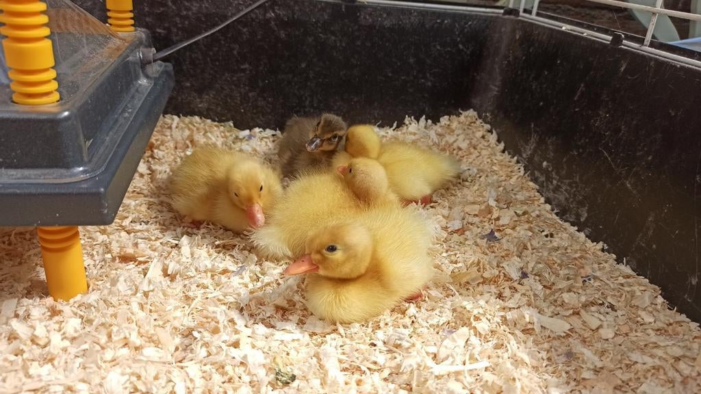 Kuikens loopeend fleseend wit / wit met beetje grijs., Dieren en Toebehoren, Pluimvee, Geslacht onbekend, Eend