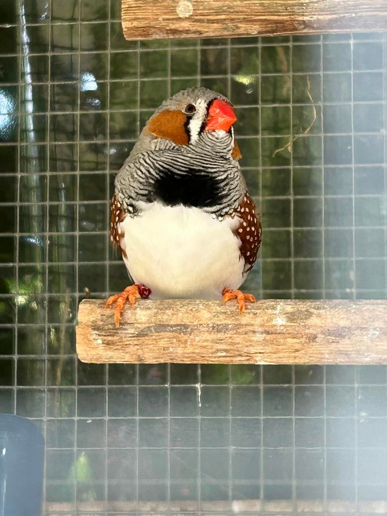 Zebravink man wildkleur, Dieren en Toebehoren, Vogels | Overige Vogels, Mannelijk, Geringd