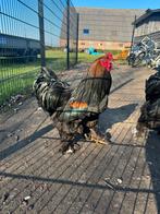 Brahma hanen, Dieren en Toebehoren, Pluimvee, Mannelijk, Kip