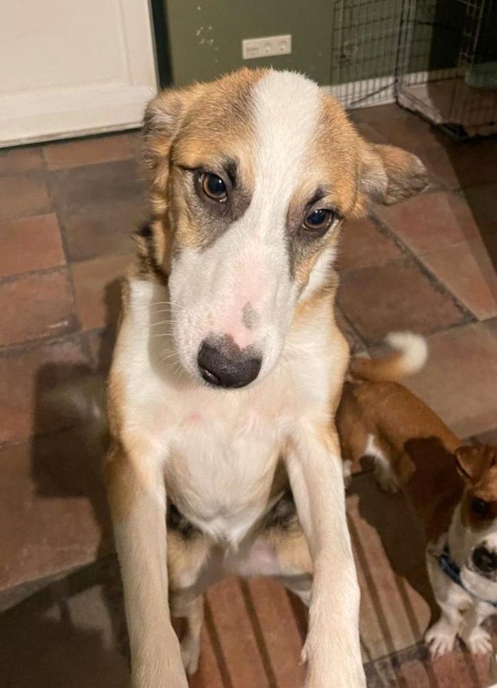 Romy ter adoptie, Dieren en Toebehoren, Honden | Niet-rashonden, Middel, Teef, Particulier, Eén hond, Buitenland, 1 tot 2 jaar