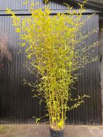 Bamboe Phyllostachys aurea in pot 350cm, Tuin en Terras, Ophalen