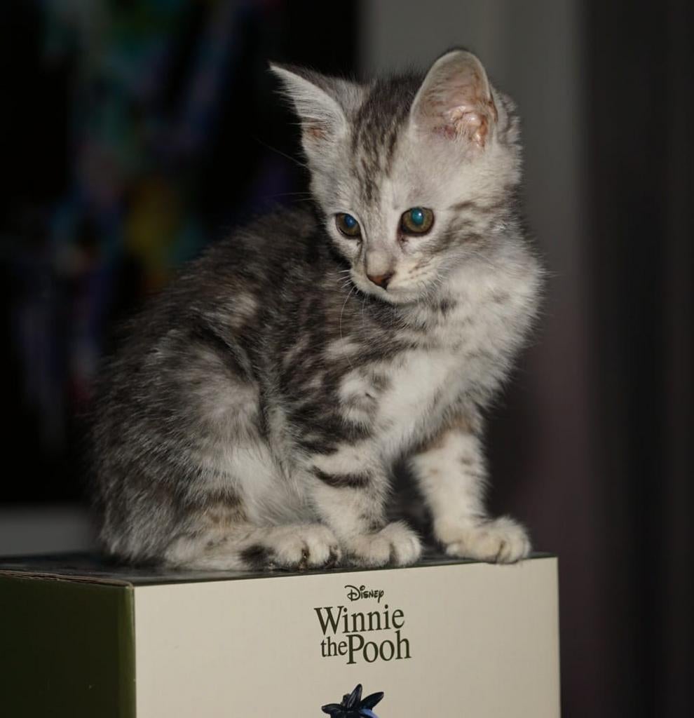 Maine coon xl x bengaal kittens 9 weken oud, Dieren en Toebehoren, Poes, Gechipt, 0 tot 2 jaar