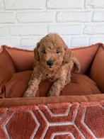 Abrikoos poedel pups, toy x dwerg, Dieren en Toebehoren, Poedel, Parvo, Nederland, 8 tot 15 weken