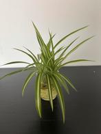 Chlorophytum Variegata stekjes geworteld 2 euro p/potje, Ophalen, Overige soorten, Minder dan 100 cm, Volle zon