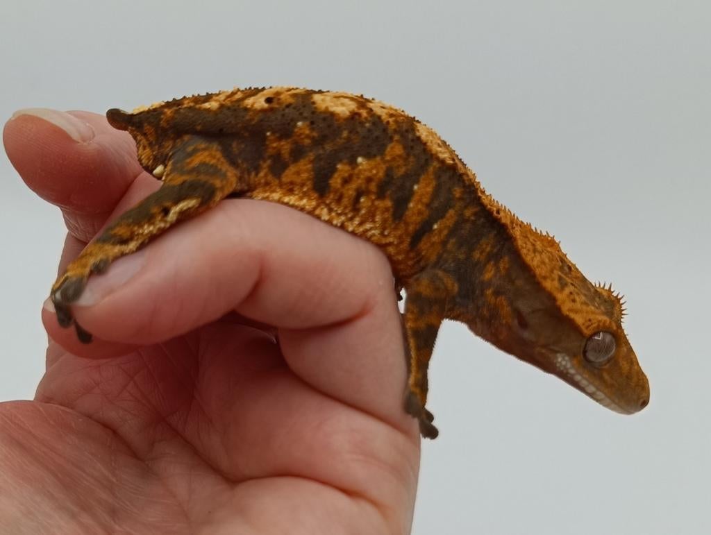 Wimpergekko mannetje tiger, Hagedis, 0 tot 2 jaar