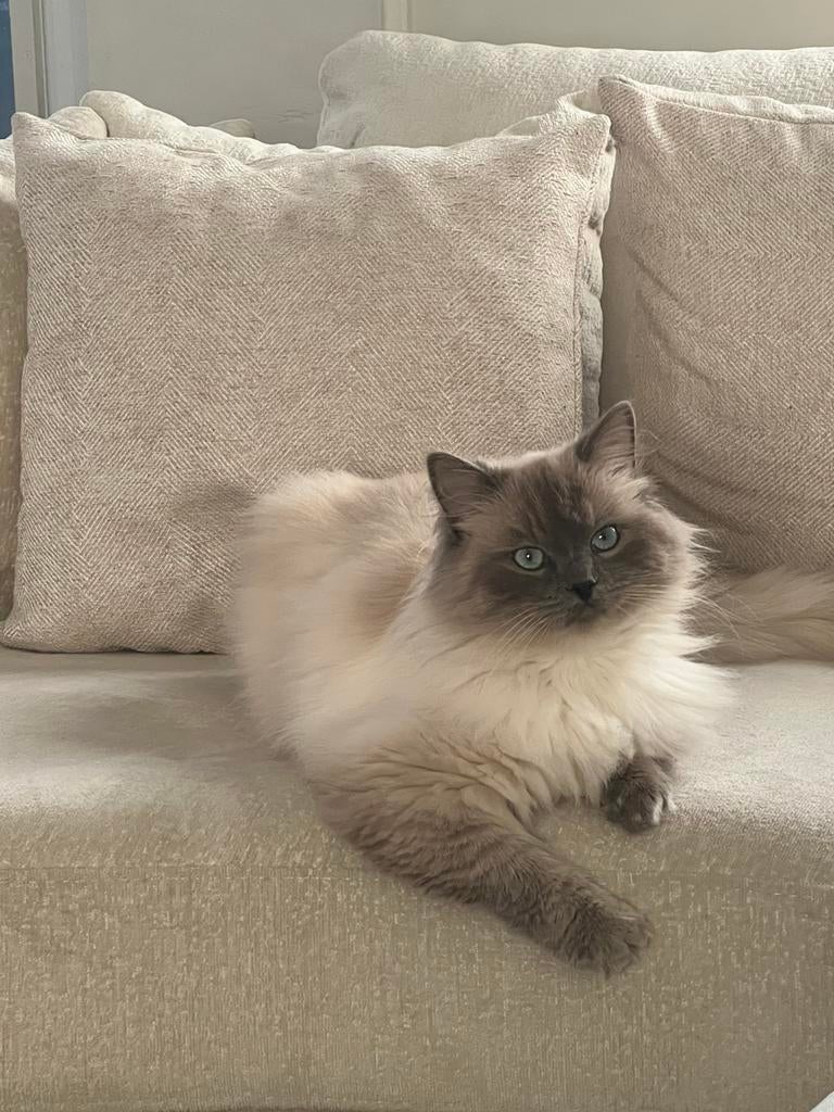 Dekkater (Niet te koop), Kater