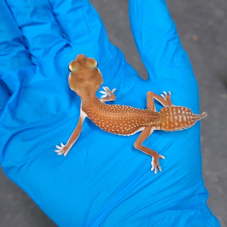 1.0 nlp patternless het albino cb25, Dieren en Toebehoren, Reptielen en Amfibieën, Hagedis, 0 tot 2 jaar