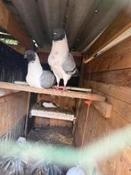 ‏9 Duiven, Dieren en Toebehoren, Vogels | Duiven, Meerdere dieren, Overige soorten