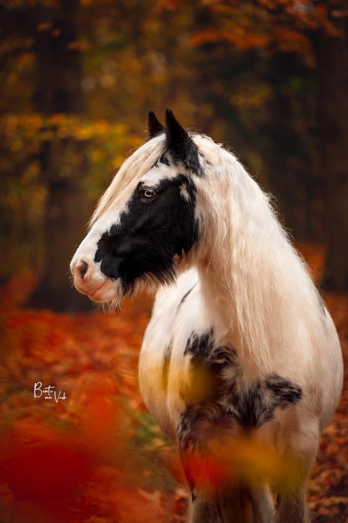 Stalling gezocht, Dieren en Toebehoren, Stalling en Weidegang, Stalling