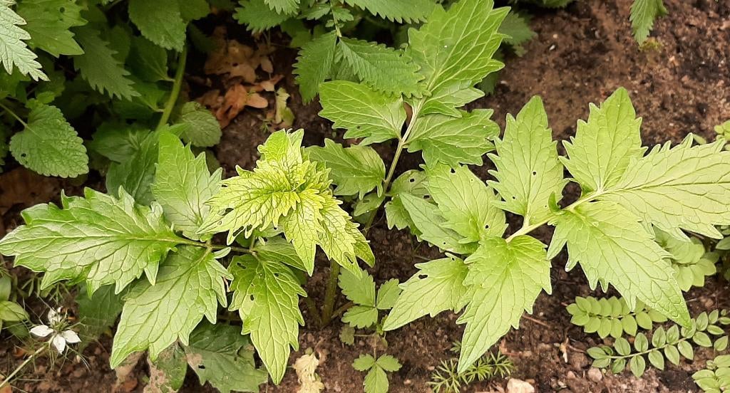 Valeriaan tuinplanten, stekken, Ophalen, Volle zon, Vaste plant, Kruiden