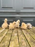 Usa zijdehoen hennen kuikens 5 weken oud, Dieren en Toebehoren, Pluimvee, Vrouwelijk, Kip
