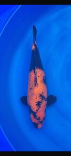 Hi utsuri 55cm female, Dieren en Toebehoren, Karper of Koi