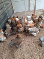 Brahma groot hennen, Dieren en Toebehoren, Pluimvee, Vrouwelijk, Kip