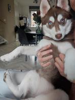 mooie choco pompsky, Dieren en Toebehoren, Overige rassen, 8 tot 15 weken, Teef, Parvo