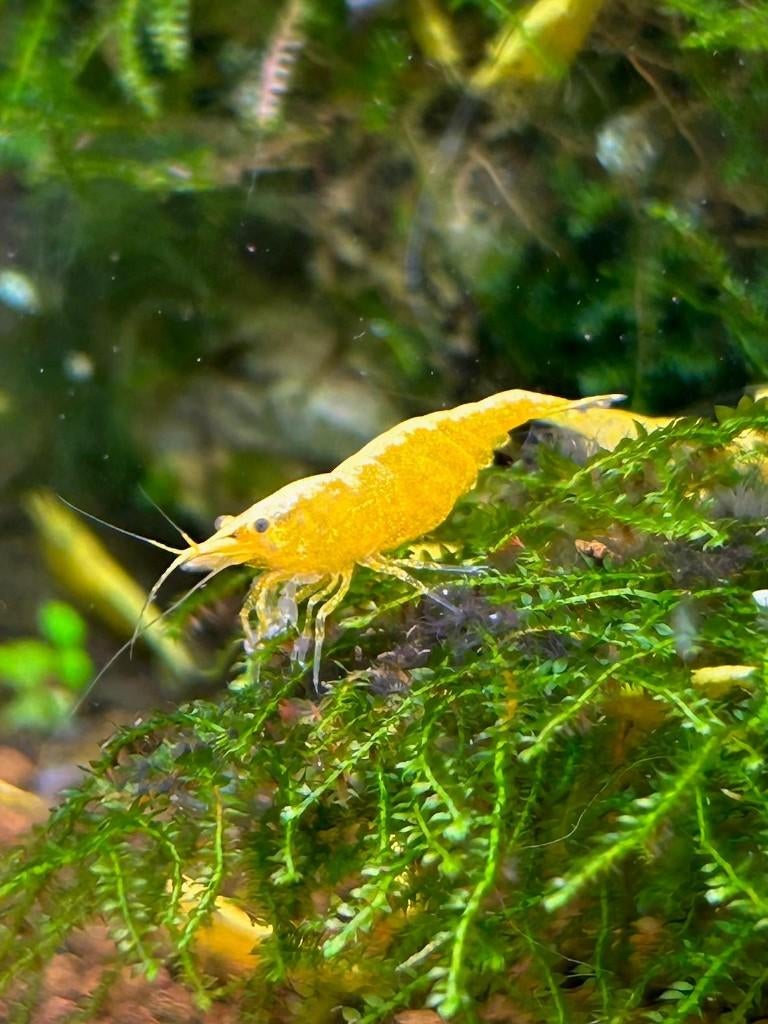 50x Citroen garnaal high grade backstripe Neocaridina Davidi, Kreeft, Krab of Garnaal