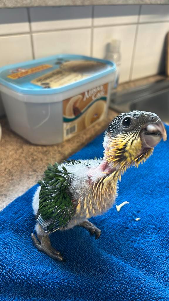 Handtamme zwartkop caique, brr nibilis ara, zwartkop caique, Dieren en Toebehoren, Vogels | Parkieten en Papegaaien, Papegaai