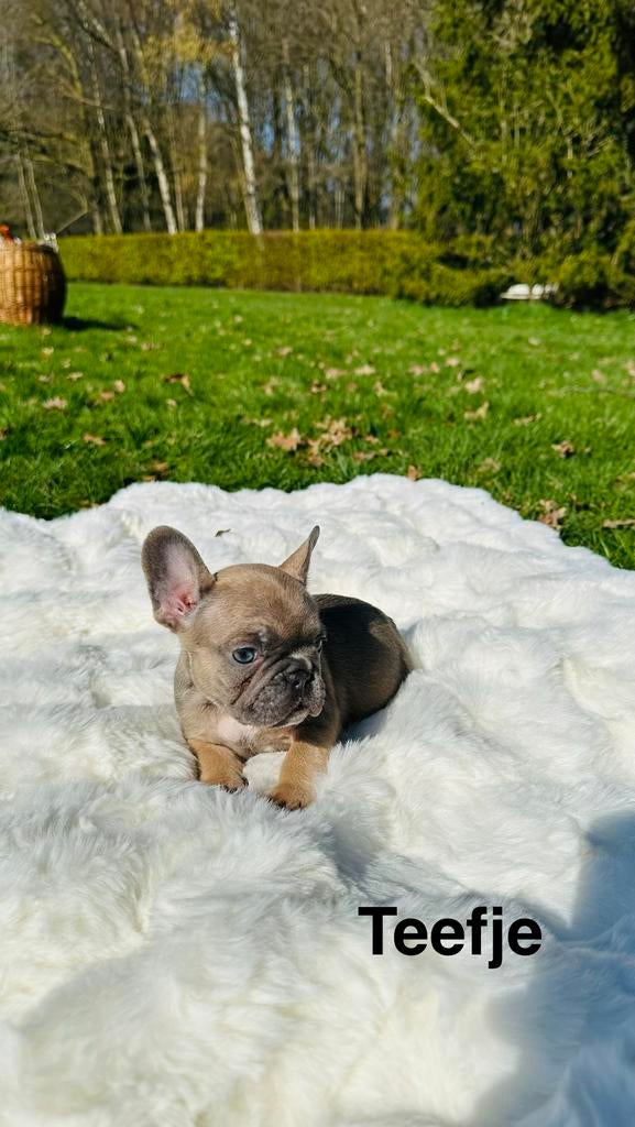 Franse Bulldog, Dieren en Toebehoren, Parvo, België, Particulier, 8 tot 15 weken