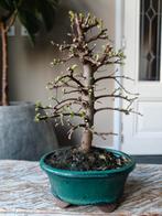 Ulmus Parviflora bonsai 10 jaar, Bloeit niet, Halfschaduw, Minder dan 100 cm, Overige soorten