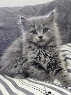 Kruizing Maincoon kittens, Meerdere dieren, Ontwormd, 0 tot 2 jaar