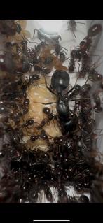 Messor laboriosus kolonie+ setup, Dieren en Toebehoren, Insecten en Spinnen, Mieren