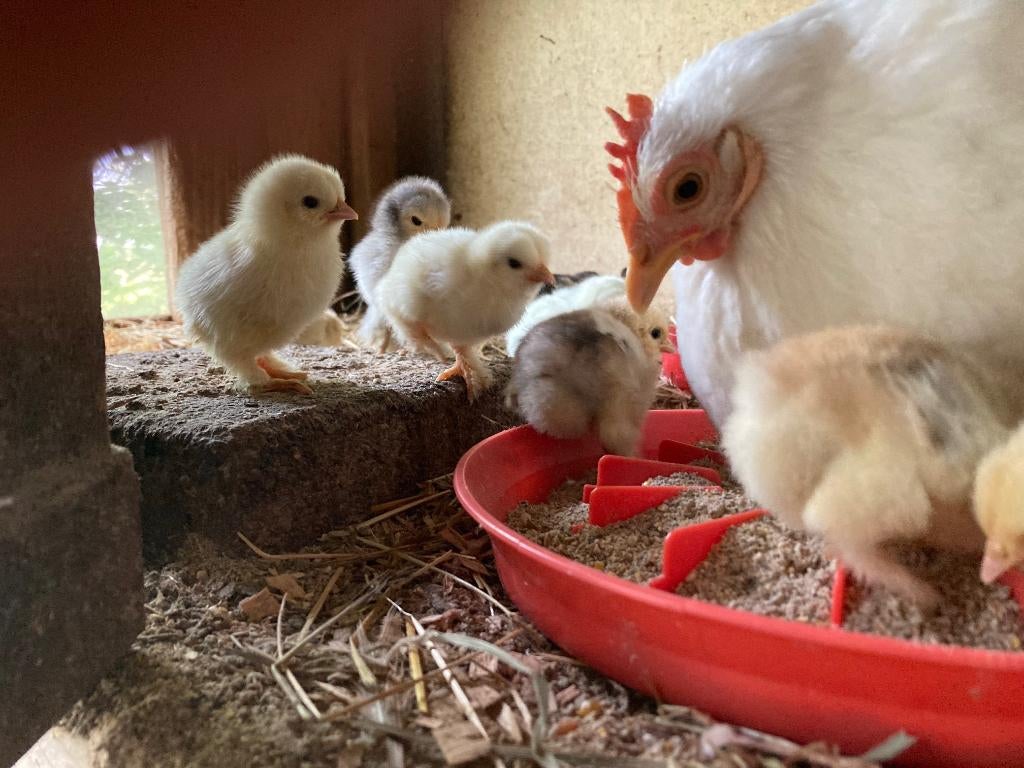 Cochin broedeieren, Dieren en Toebehoren, Pluimvee, Geslacht onbekend, Kip