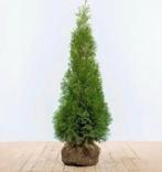 12 x Thuja smaragd coniferen, Bloeit niet, Halfschaduw, 100 tot 250 cm, Overige soorten