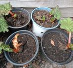 Rabarber planten, Ophalen, Groenteplanten, Volle zon