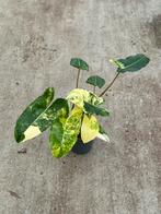 Philodendron Burle Marx Variegata, Huis en Inrichting, Kamerplanten, Ophalen of Verzenden, Halfschaduw, Minder dan 100 cm