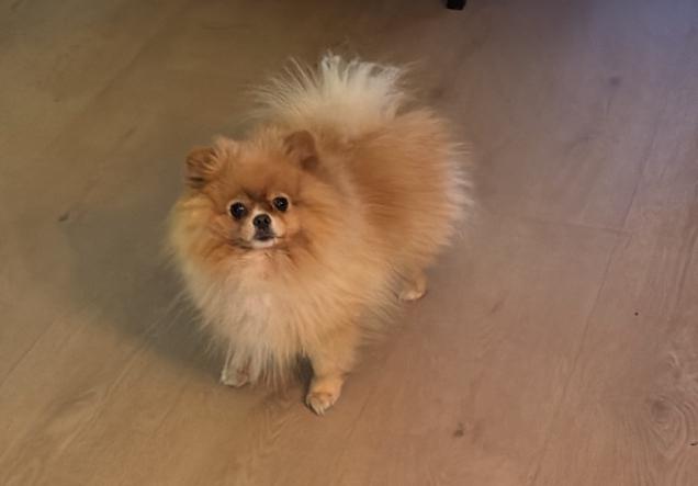 Dwergkees 5 jaar oud (pomeranian reu), Dieren en Toebehoren, Honden | Poolhonden, Keeshonden en Oertypen, Keeshond, Reu, Eén hond