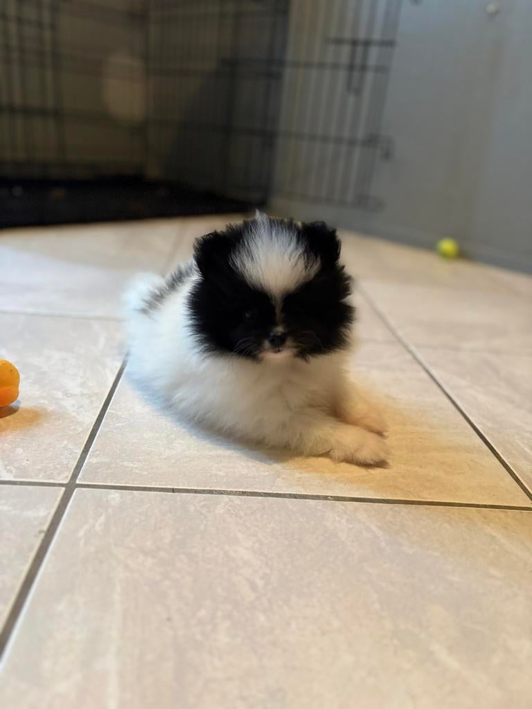 Pomriaan pups, Overige rassen, Meerdere, Meerdere dieren, Nederland
